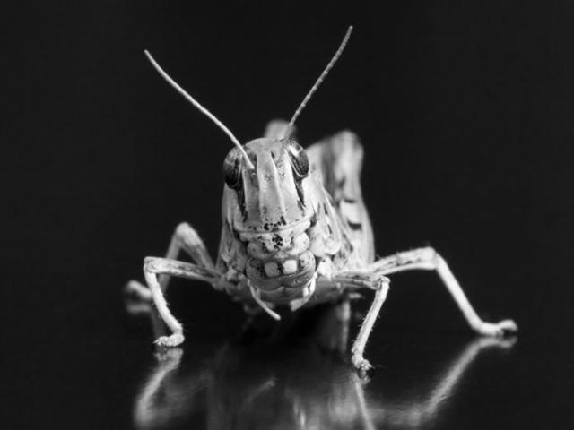 Financial Globalization and the ‘Locust’ Myth