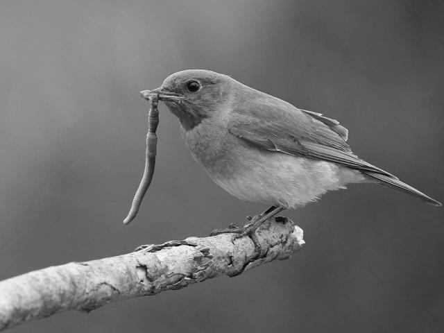 Earlybird or Latecomer? How Pecking Order and Timeliness Matter in Collaboration